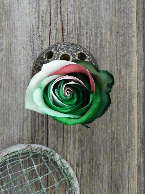 CHRISTMAS  TINTED COLOR ROSES
